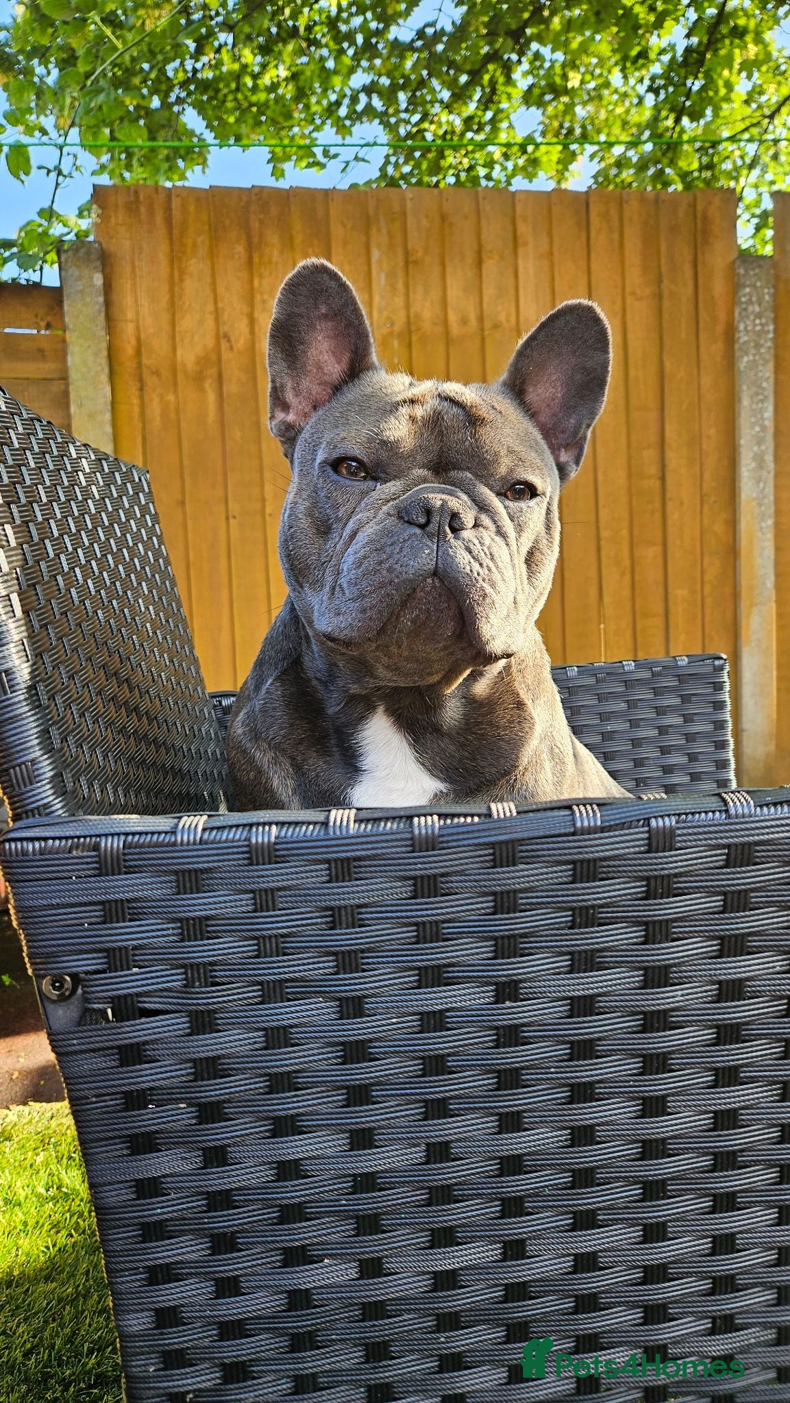 French Bulldog dogs Mrs loui  - Advert 1