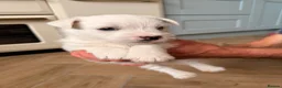 West Highland Terrier dogs for sale: Pedigree KC registered WESTIE puppies in Welshpool - Advert 13