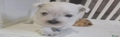 West Highland Terrier 1