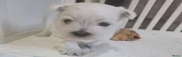 West Highland Terrier dogs for sale: Westie puppies  - Advert 7