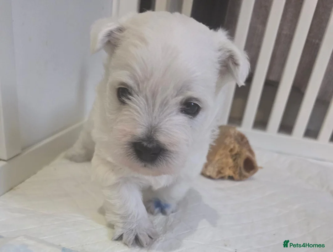 West Highland Terrier dogs for sale: Westie puppies  - Advert 7