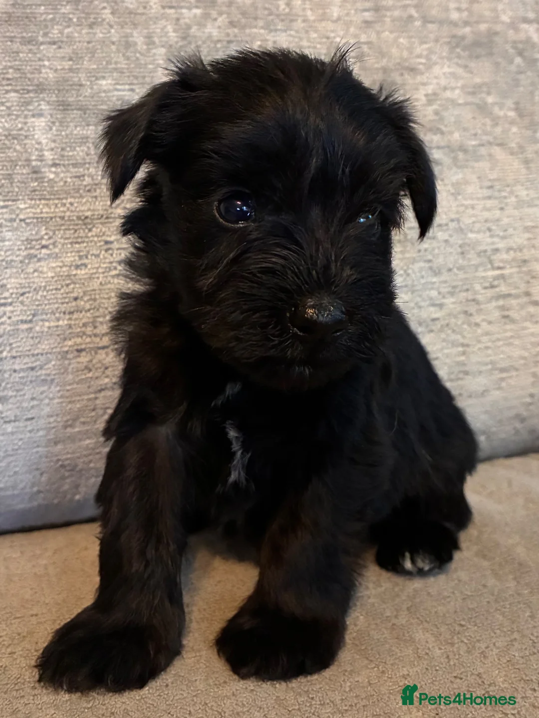 Miniature Schnauzer dogs for sale: Gorgeous Miniature Schnauzer puppies  - Advert 9