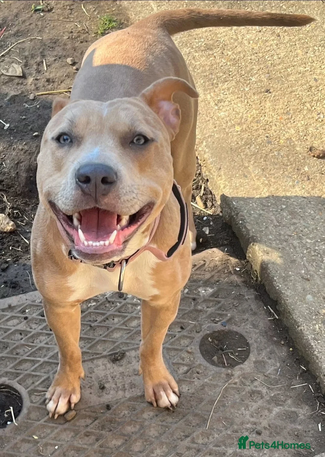 Mixed Breed dogs for sale: 🩷💚Merle Staffy x Labrador Puppy’s On Way🩷💚 - Advert 1