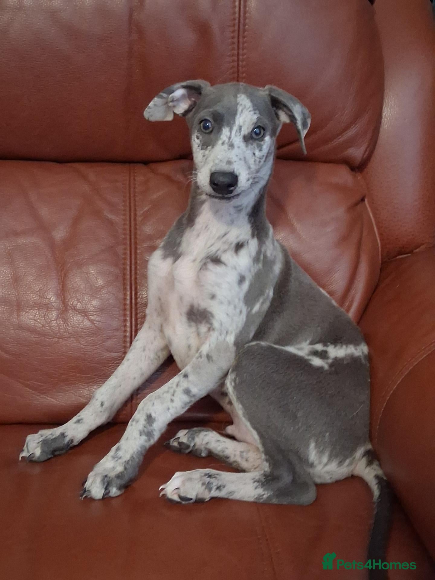 Italian Greyhound dogs Italian greyhound x whippet - Advert 1