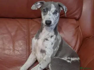 Italian Greyhound dogs Italian greyhound x whippet - Advert 1