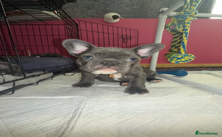 French Bulldog dogs 5 female French Bulldog –Ready 1st December! 💙 🐾 - Advert 11