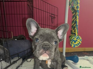 French Bulldog dogs 5 female French Bulldog –Ready 1st December! 💙 🐾 - Advert 15