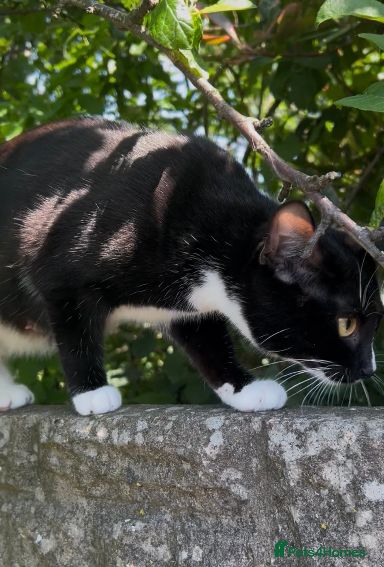 Domestic Shorthair cats 2 friendly adults and 3 lovely kittens  - Advert 3
