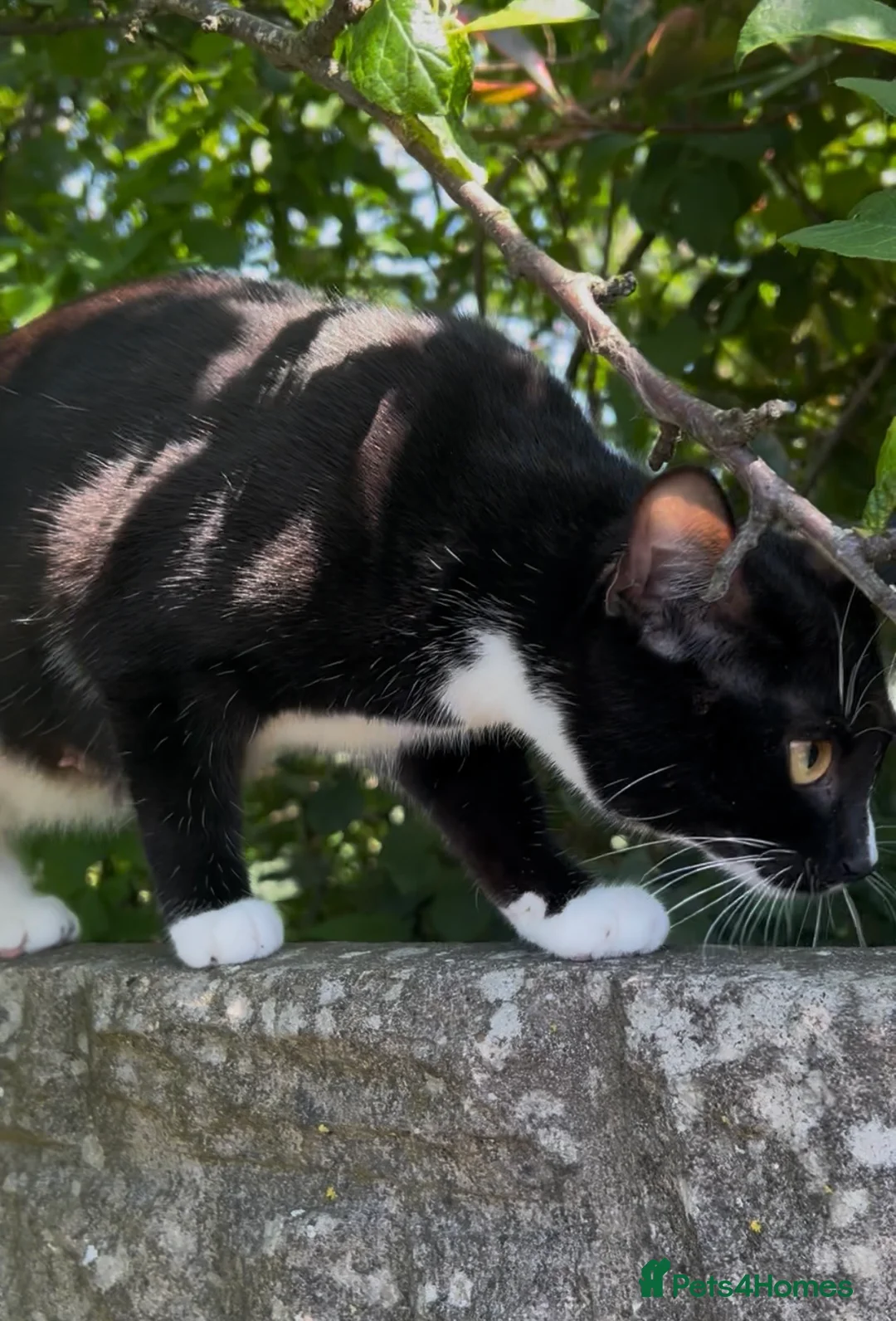 Domestic Shorthair cats for sale: 2 friendly adults and 3 lovely kittens  - Advert 1