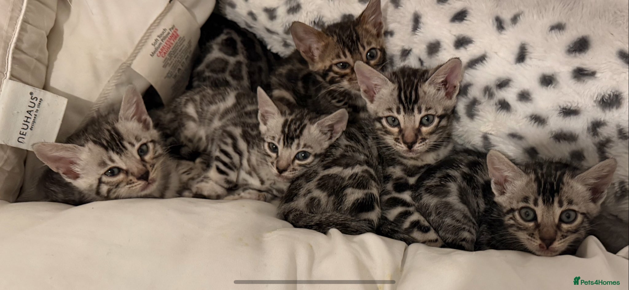 Bengal cats BENGAL 🔥 KITTENS TICA REGISTERED  - Advert 2