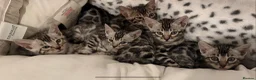 Bengal cats for sale: BENGAL 🔥 KITTENS TICA REGISTERED  - Advert 12