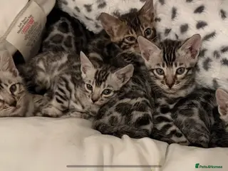Bengal cats BENGAL 🔥 KITTENS TICA REGISTERED - Advert 2