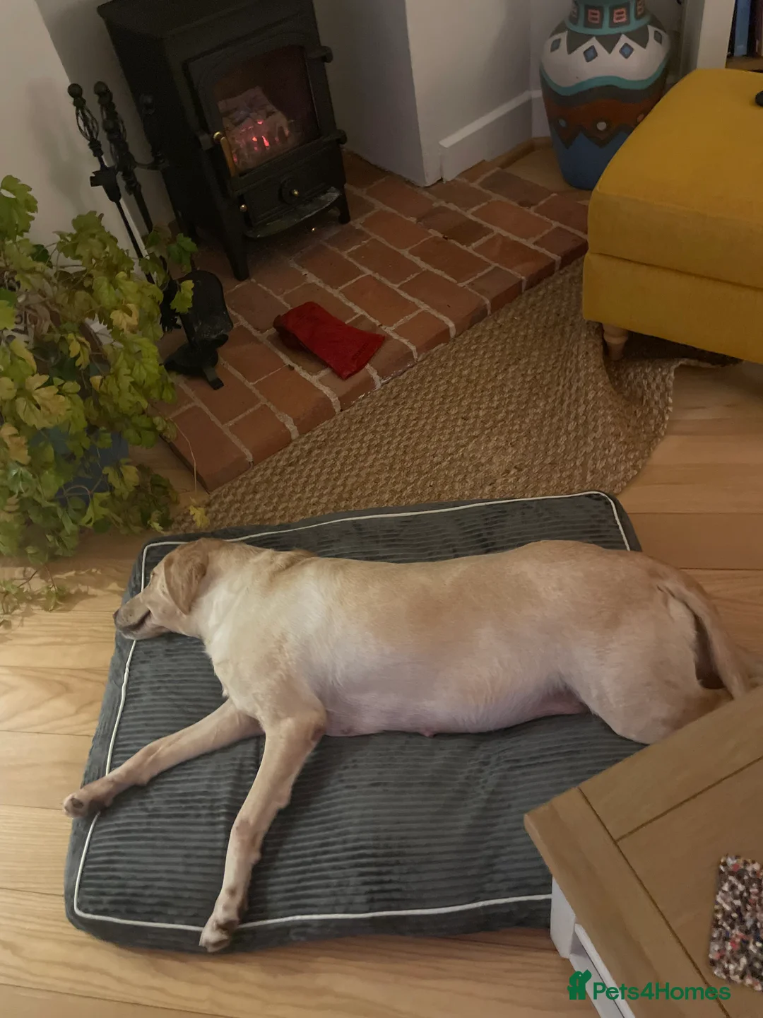 Labrador Retriever dogs for sale: Labrador Puppies - Advert 6