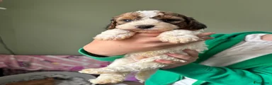 Cockapoo Puppy 1
