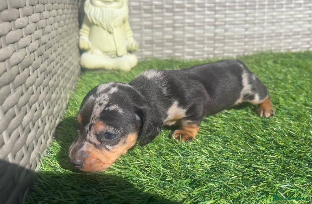 Miniature Dachshund dogs for sale: STUNNING KC REG MINIATURE DAPPLE DACHSHUNDS  - Image 11