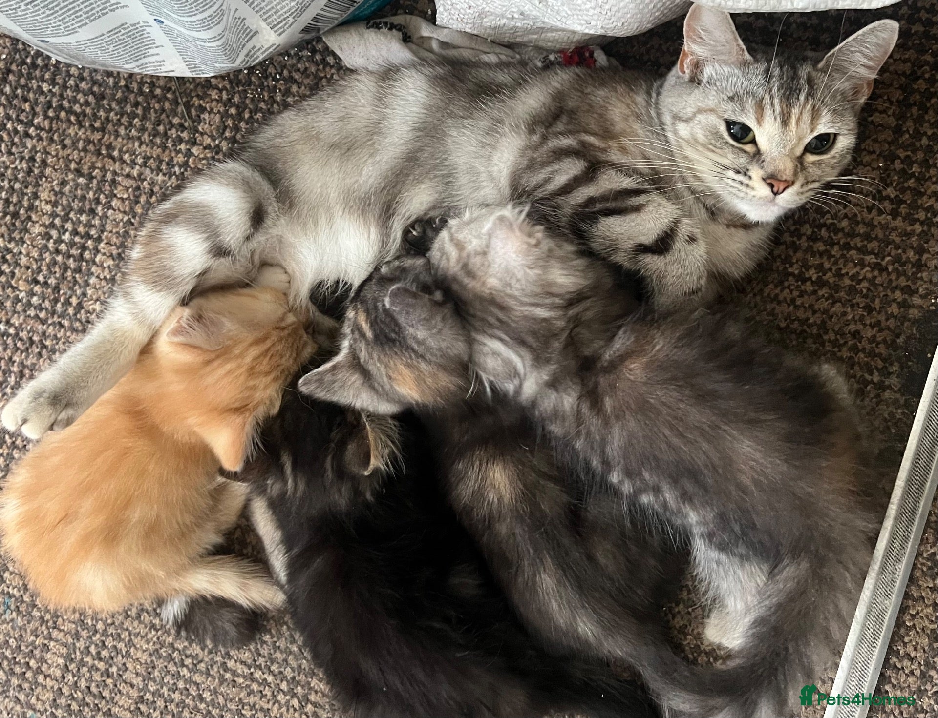 Mixed Breed cats 5 lovely kittens for sale  - Advert 2
