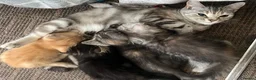 Mixed Breed cats for sale: 5 lovely kittens for sale  - Advert 2