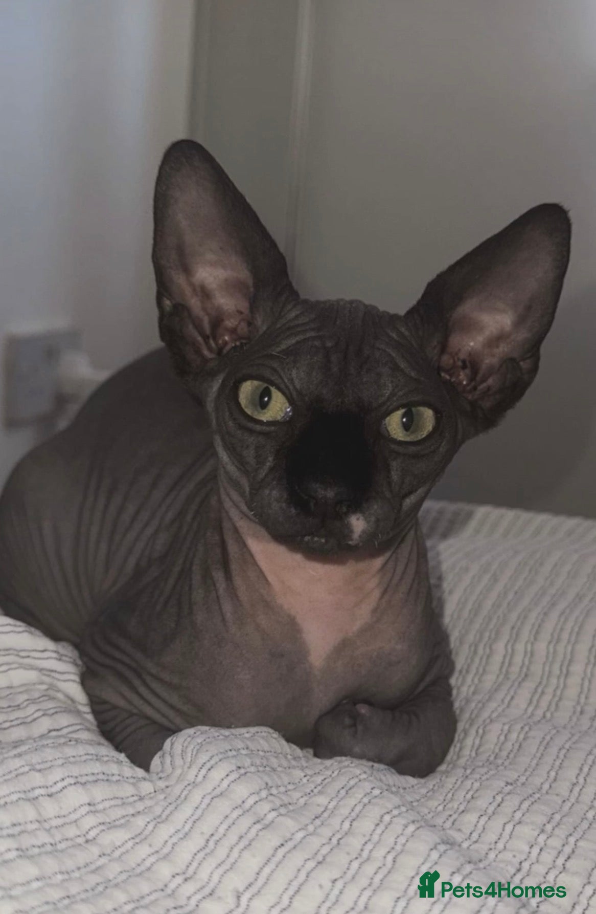 Sphynx cats  🌟 Sphynx Male Available for Stud 🌟 - Advert 2