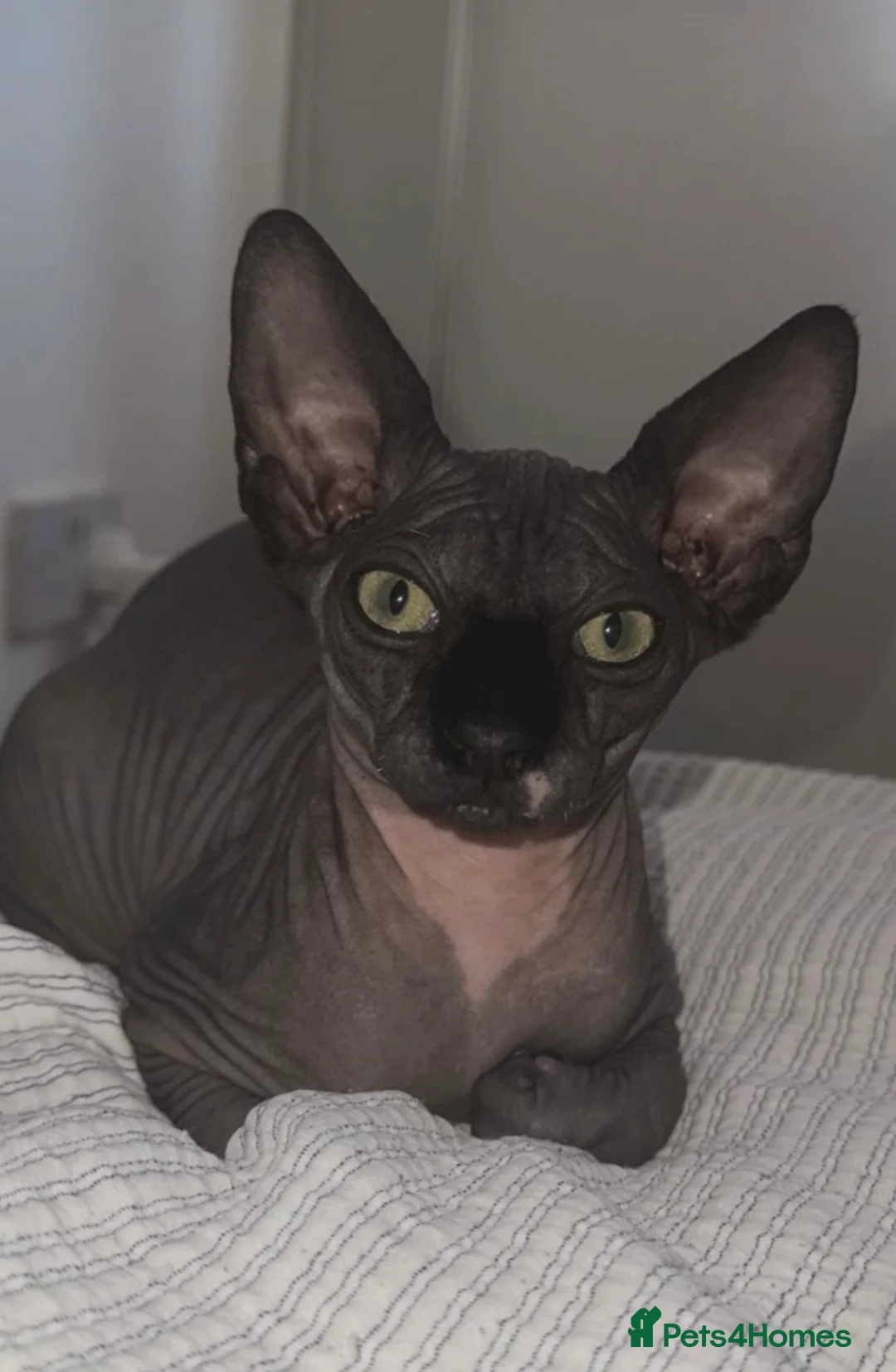 Sphynx cats for stud:  🌟 Sphynx Male Available for Stud 🌟 - Advert 1