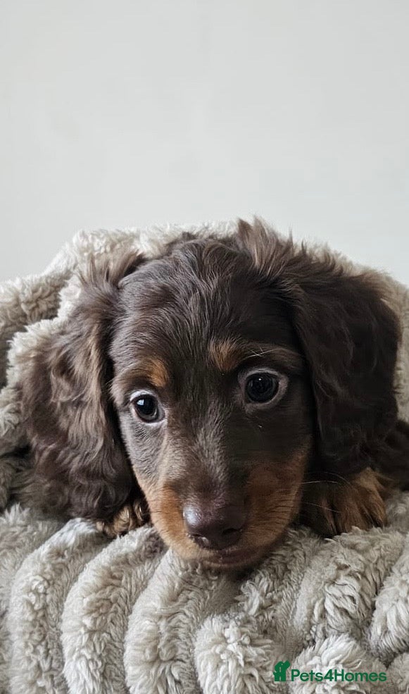 Miniature Dachshund dogs KC REG & PRA CLEAR Mini dachshund girl 1 available - Advert 8