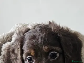 Miniature Dachshund dogs KC REG & PRA CLEAR Mini dachshund girl 1 available - Advert 8