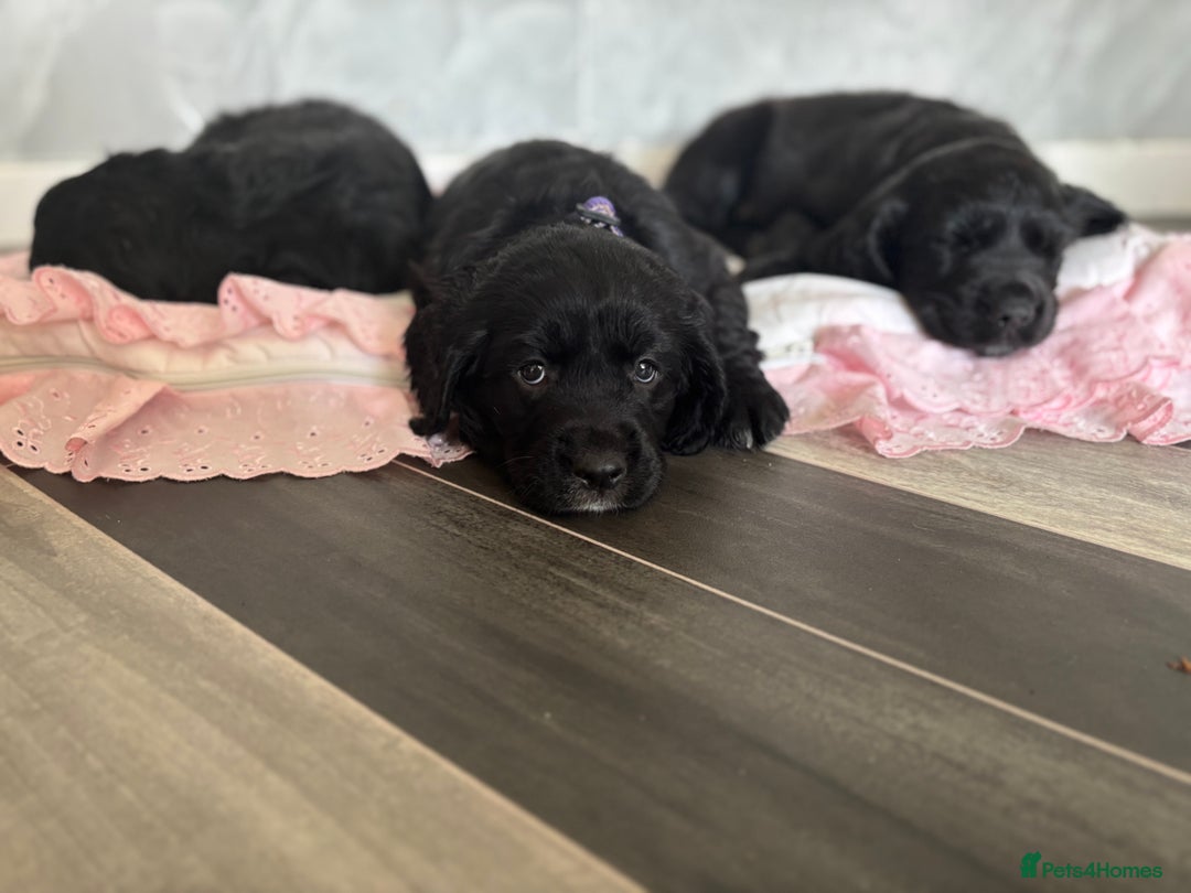Cockerdor dogs for sale: 3 beautiful cockerador baby’s  - Image 4