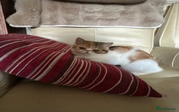 Exotic cats for sale: Paloma is an exotic with a longer nose - Image 10