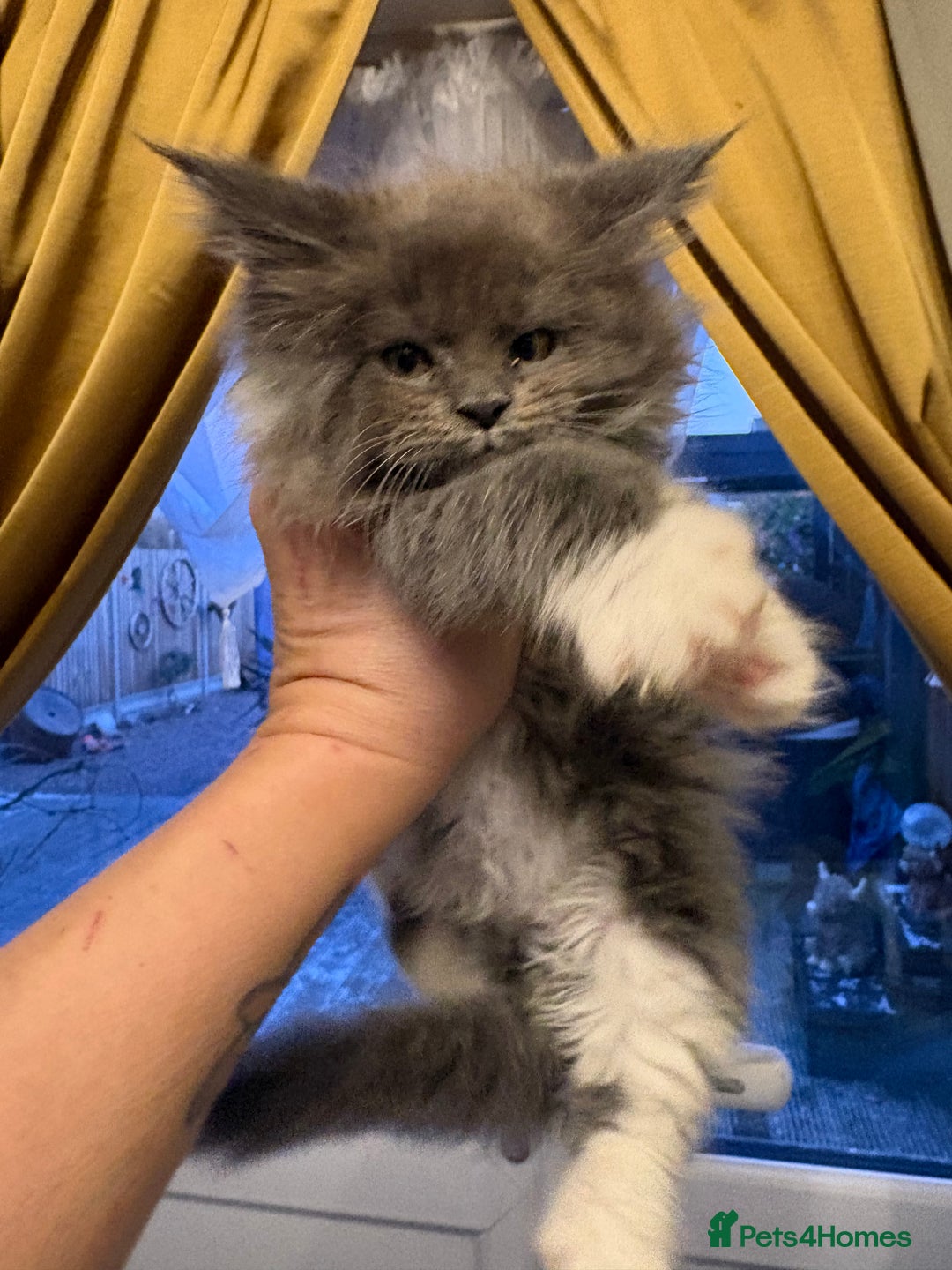 Maine Coon cats for sale: Stunning pedigree Maincoon kittens  - Advert 2