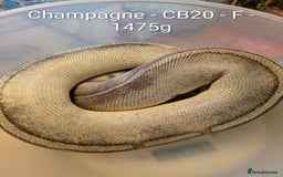 Python Snake reptiles for sale: Snakes for sale - Image 15
