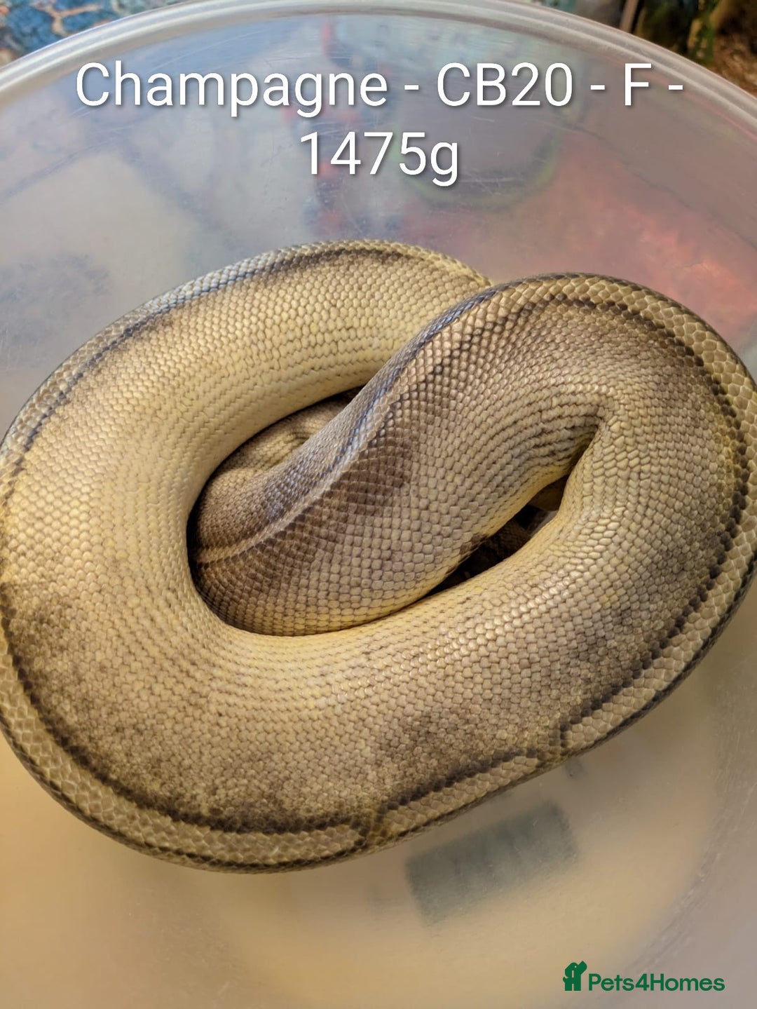 Python Snake reptiles for sale: Snakes for sale - Image 15
