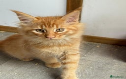 Maine Coon cats for sale: Ready now Maine Coon large Boys GCCF - Image 35