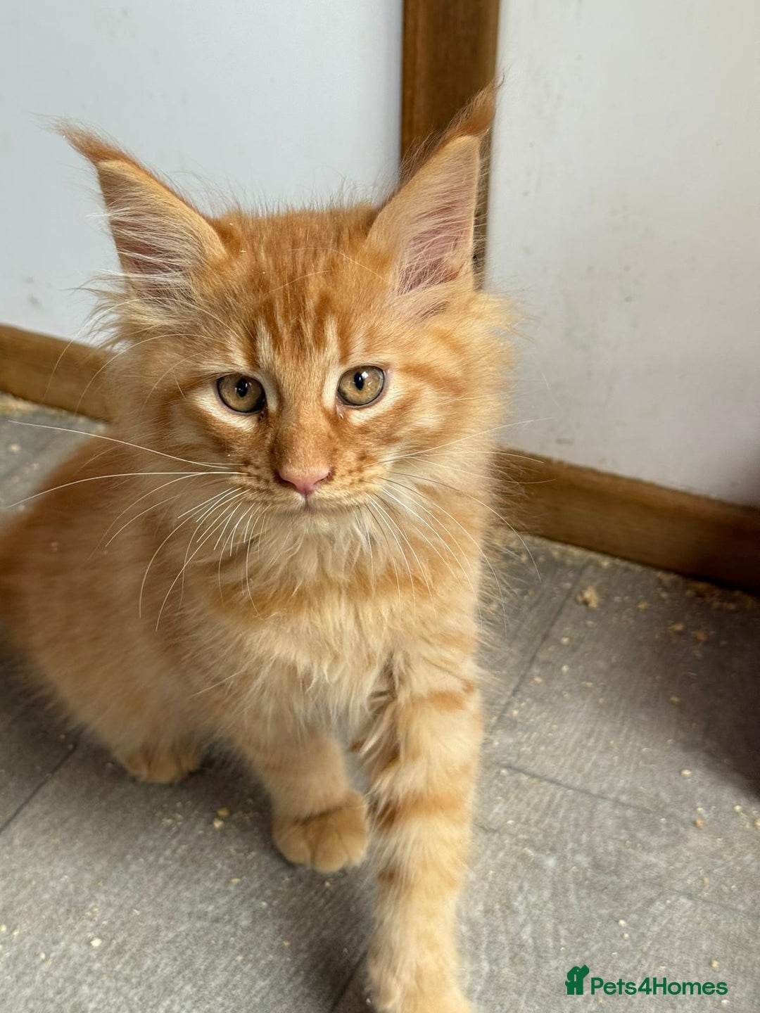 Maine Coon cats for sale: Ready now Maine Coon large Boys GCCF - Image 35