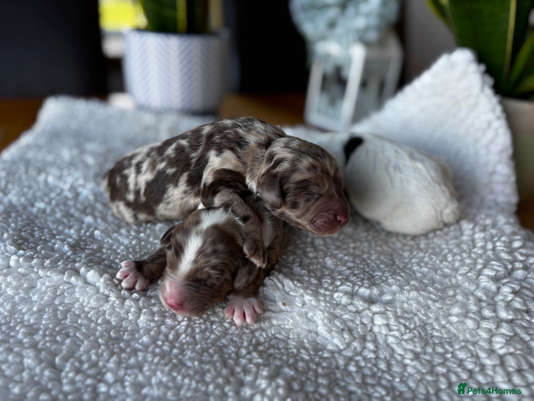 Sproodle dogs for sale: 🐾 Premium Sproodles - Merles & Stunning Parti 🐾 - Advert 9