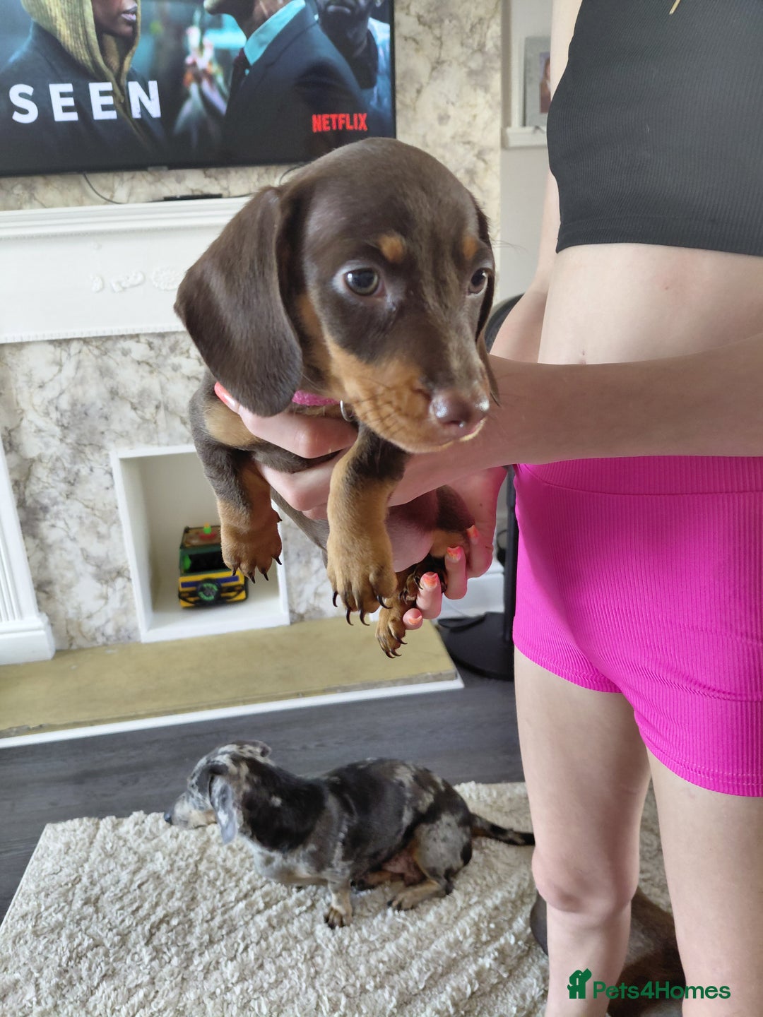 Miniature Dachshund dogs for sale: Ready now beautiful miniature dachshund pups - Image 5