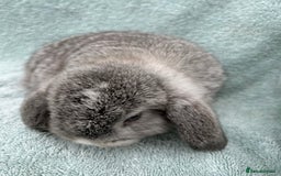 Mini Lop rabbits for sale: Gorgeous Purebred minilops - Image 2