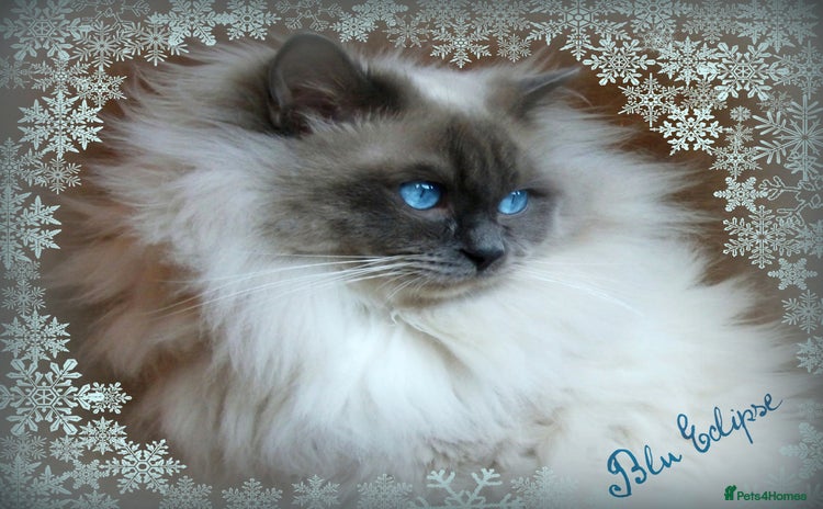 Ragdoll cats - Advert 1