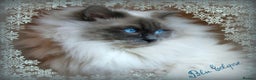 Ragdoll cats for sale: 2 RAGDOLL KITTENS TO GO TOGETHER CHAMPION IMP BL - Advert 1
