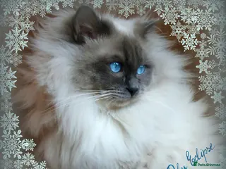 Ragdoll cats GCCF REG RAGDOLL KITTENS CHAMPION IMP BL - Advert 13