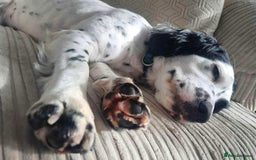 Cocker Spaniel dogs for adoption: Rose needs a loving home  - Image 3