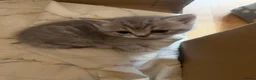 British Shorthair cats for sale: British shorthair kittens  - Advert 3