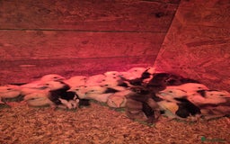 Chickens poultry for sale: Chickens for sale - Image 11