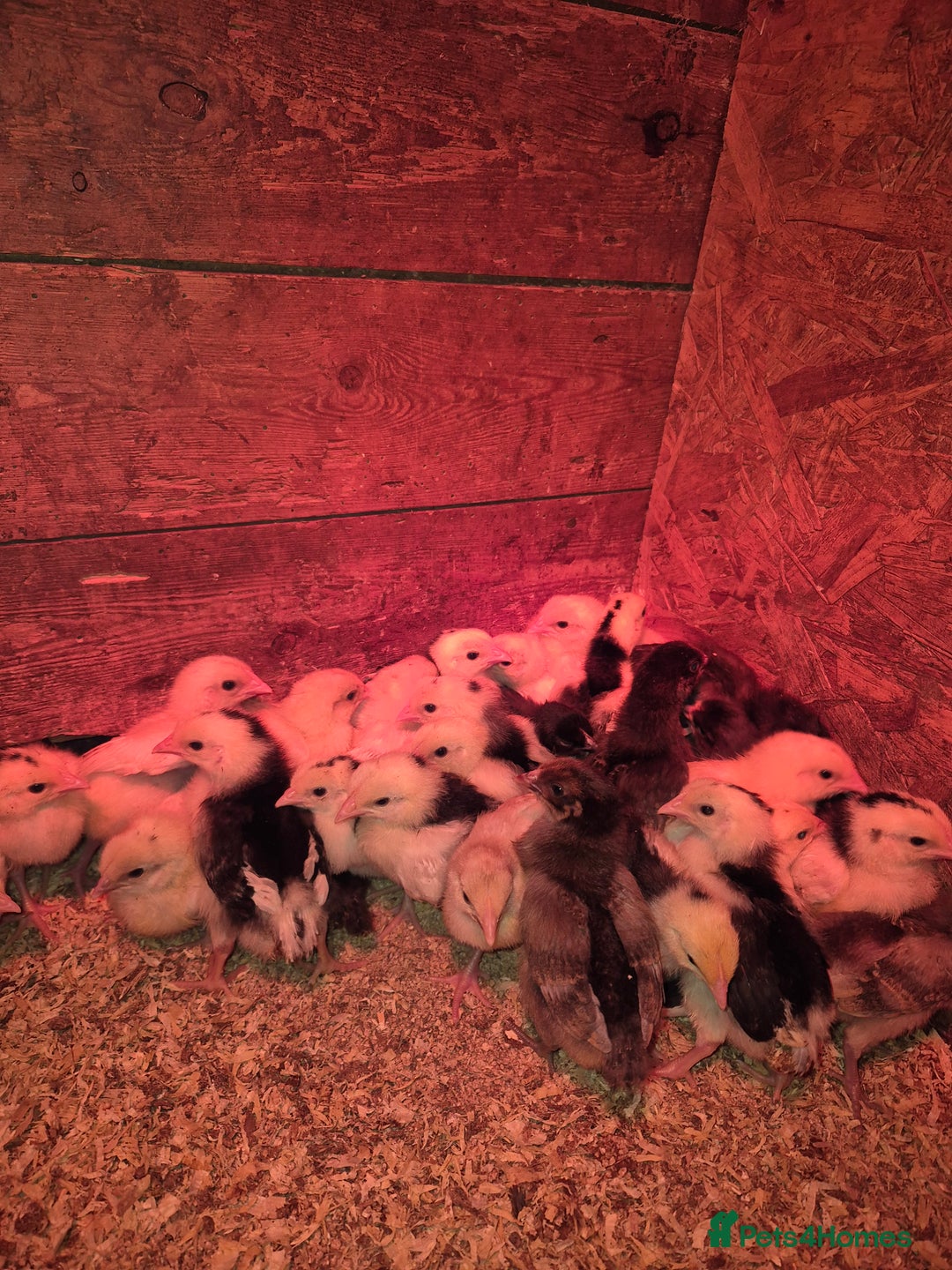 Chickens poultry for sale: Chickens for sale - Image 11