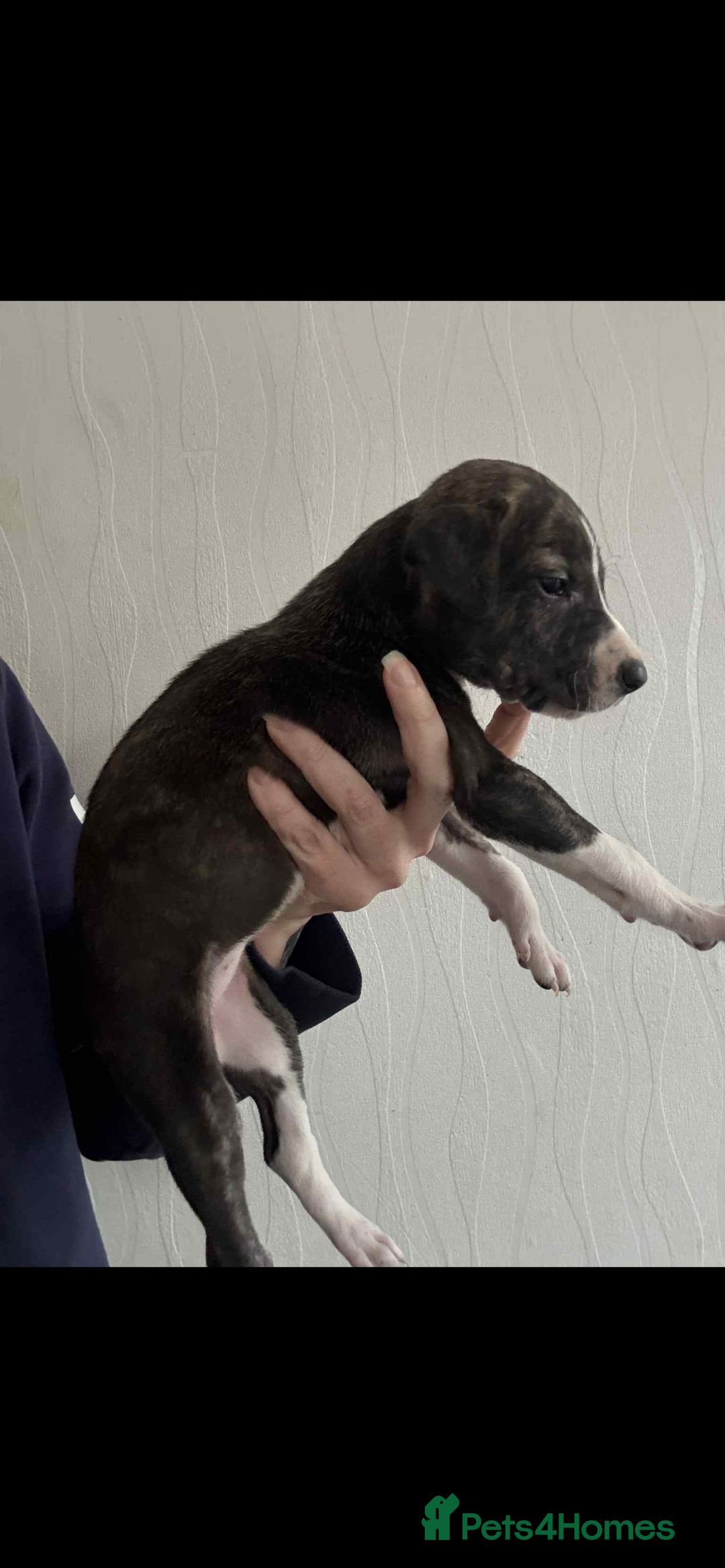 Lurcher dogs for sale: Saluki bull greyhound lurcher puppy’s pups puppies - Image 10