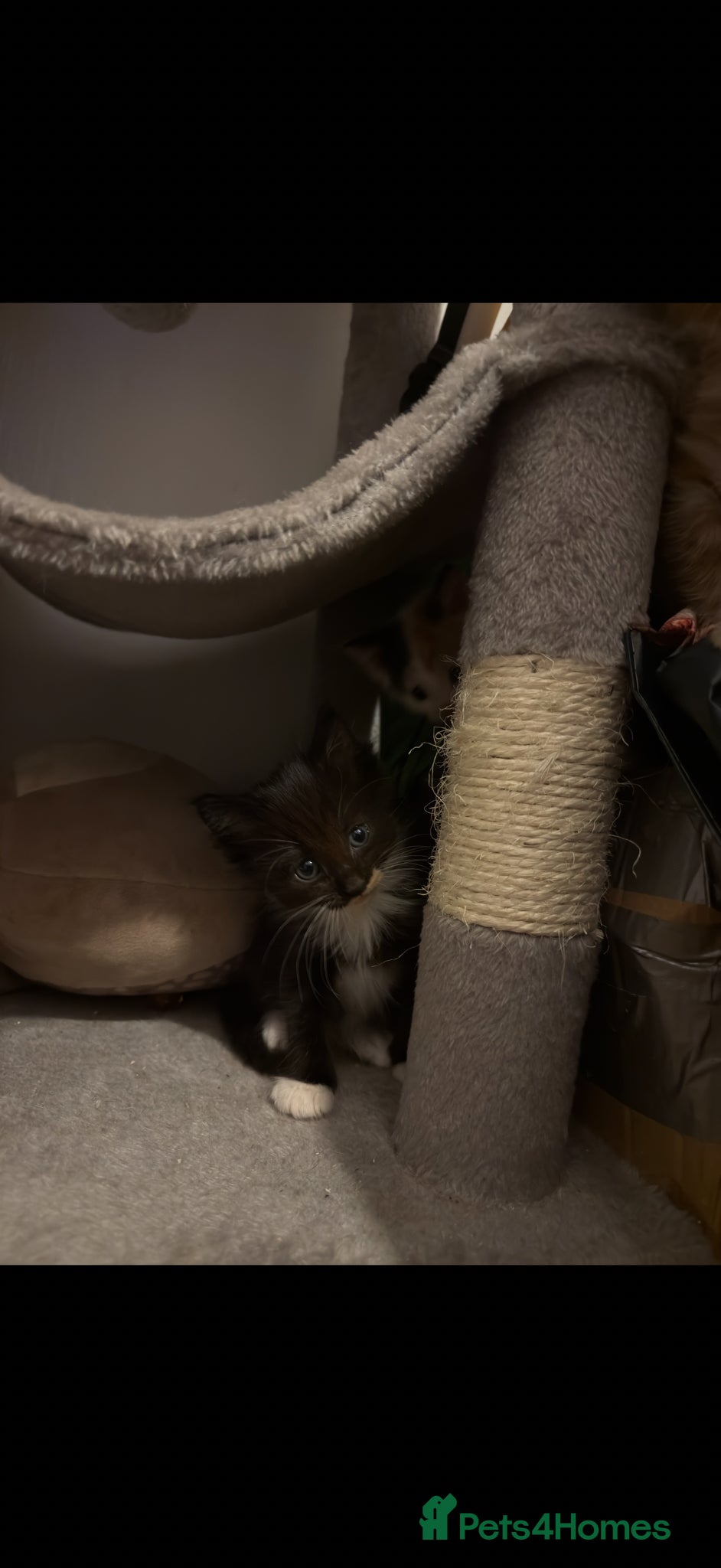 Mixed Breed cats for sale: Mix breed kittens - Advert 6