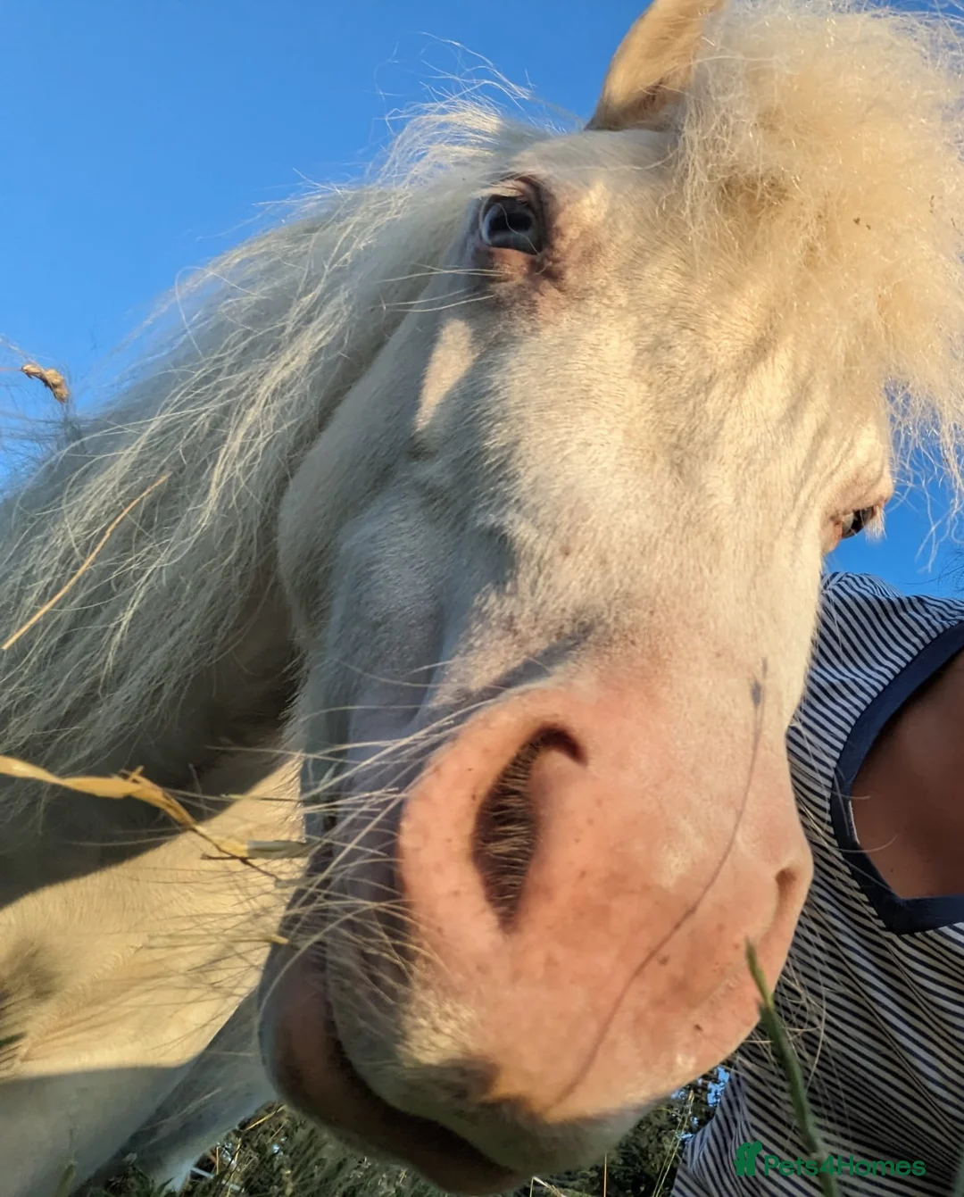 Miniature horses for sale: Sweet and Gentle Companion Pony  - Advert 7