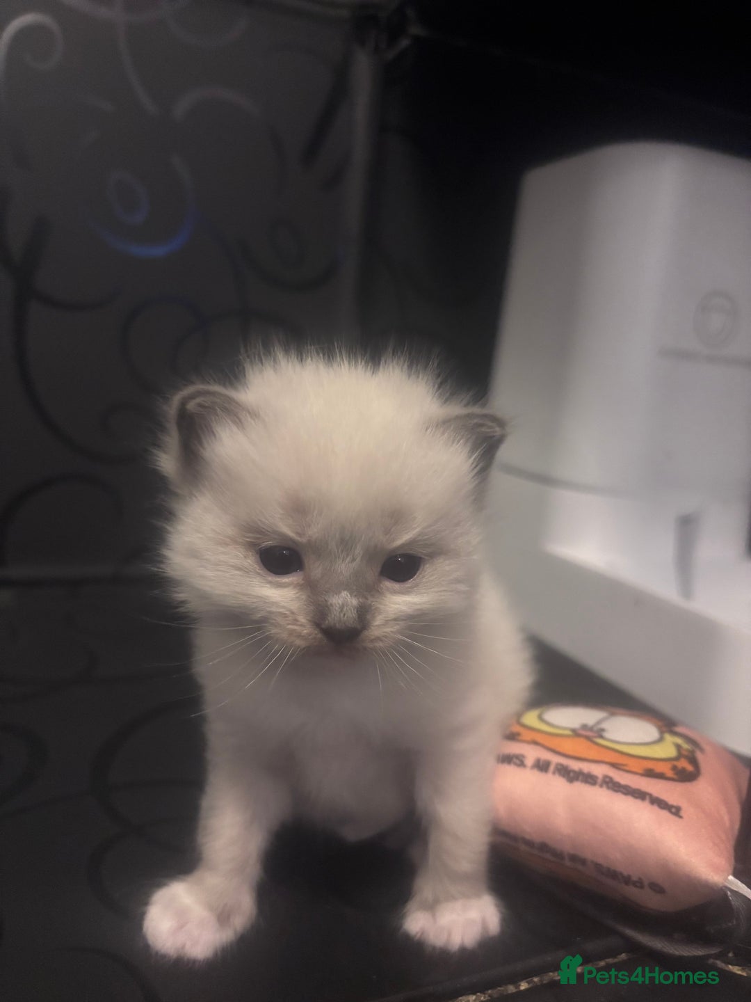 Ragdoll cats for sale: Gorgeous pedigree Ragdoll kittens  - Image 20