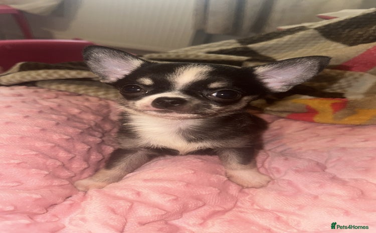 Chihuahua dogs - Advert 3
