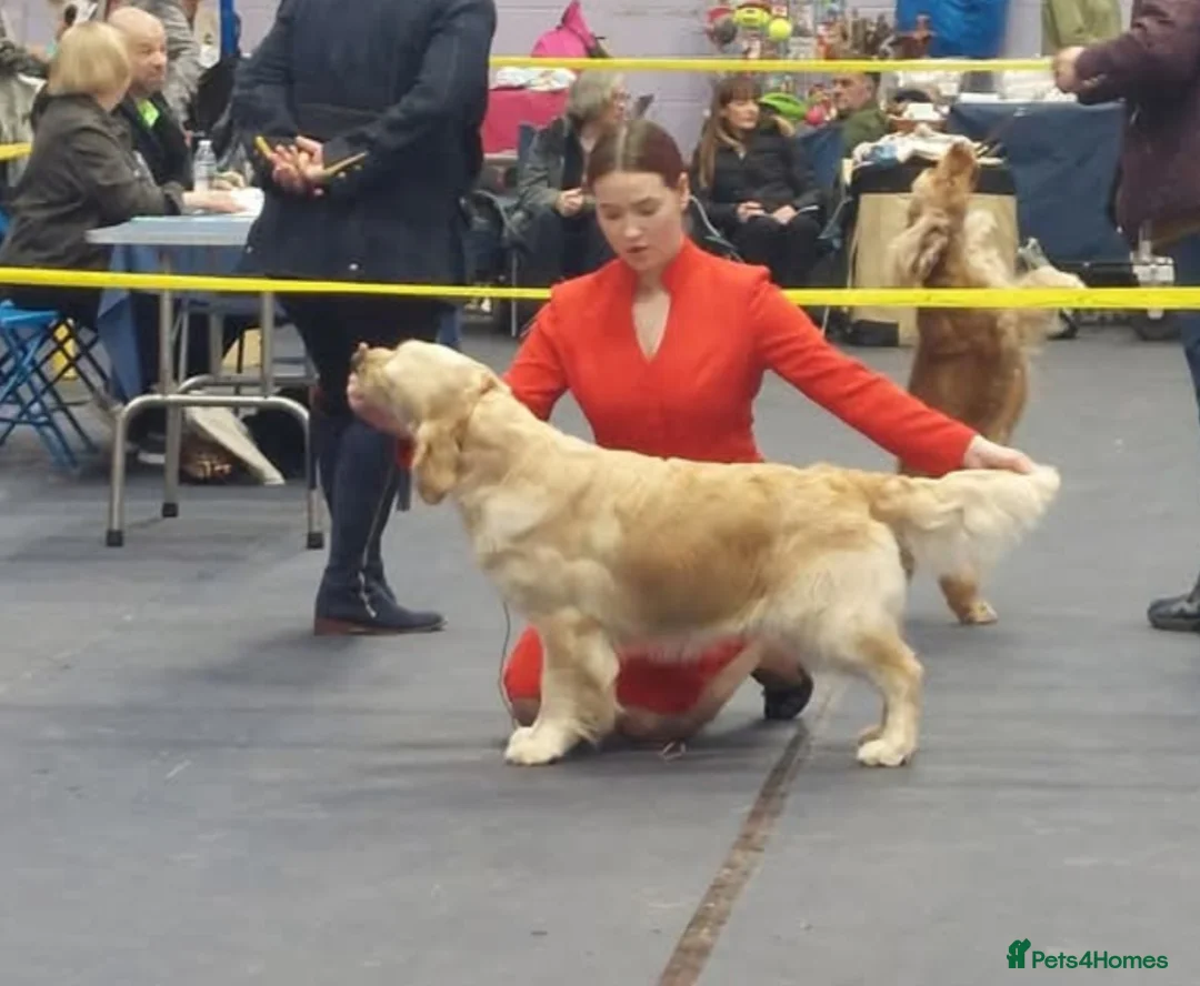 Golden Retriever dogs for sale: KC registered golden retriever puppies  - Advert 3