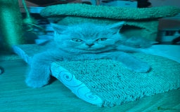 British Shorthair cats for sale: British Shorthair Kitten 1 - PURE Pedigree champion line Bsh kittens - Image 1
