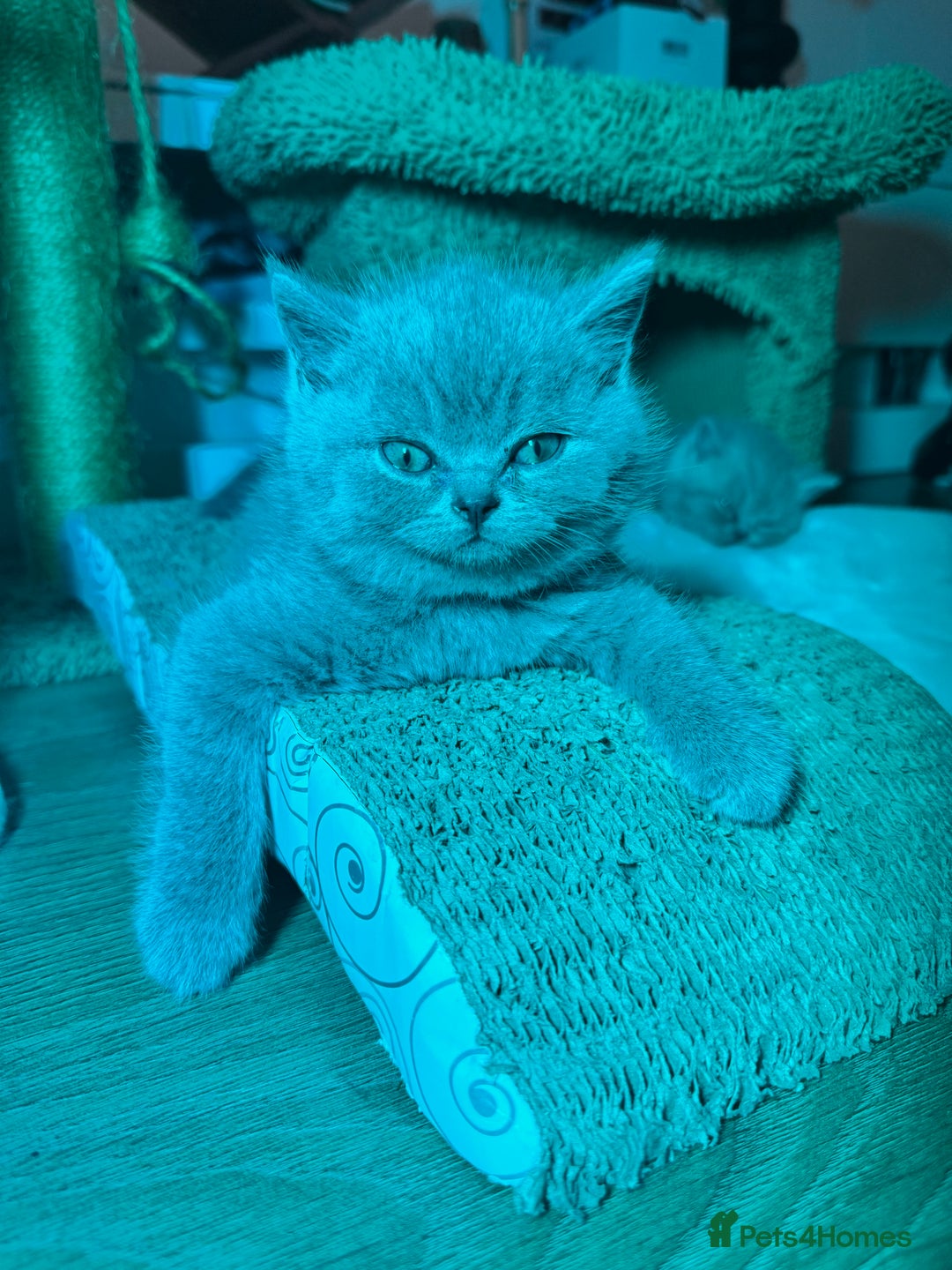 British Shorthair cats for sale: British Shorthair Kitten 1 - PURE Pedigree champion line Bsh kittens - Image 1